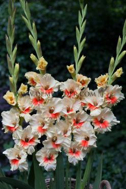 Small Flowered Candy Bar Gladiolus Candy Bar 12/14 (x 250)