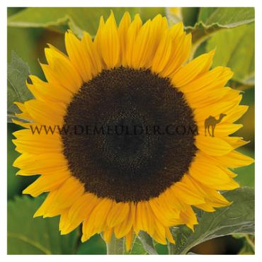 Premier Orange Helianthus Premier Orange I (x 10000)