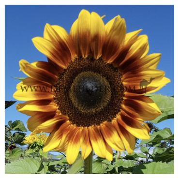 Procut Bicolor Helianthus Procut Bicolor I (x 10000)