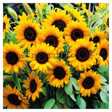 Sunrich Orange Dmr F1 Helianthus Sunrich Orange Dmr F1 I (x 10000)