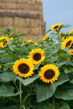 Sunrich Orange Summer Helianthus Sunrich Orange Summer I (x 10000)