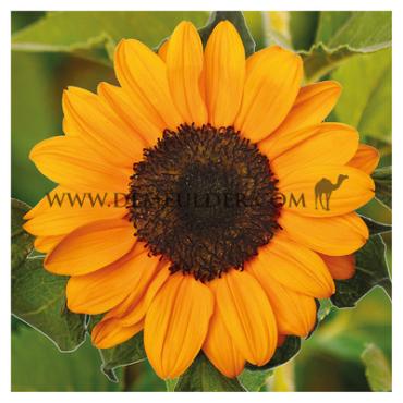 Tanja Helianthus Tanja I (x 10000)