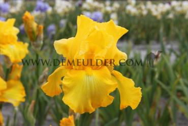 Germanica Acapulco Gold Iris Acapulco Gold I (x 100)