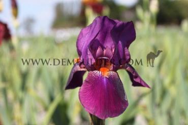 Germanica Amsterdam Iris Amsterdam I (x 100)