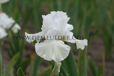 Germanica Big Victory Iris Big Victory I (x 100)