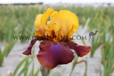 Louder Still Iris Louder Still I (x 100)