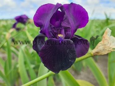 Night Edition Iris Night Edition I (x 100)