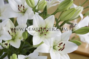 La Eyeliner Lilium Eyeliner 18/20 (x 150)