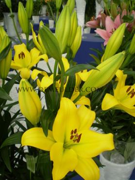 La Lentella Lilium Lentella 18/20 (x 150)