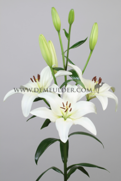 La Obvio Lilium Obvio 18/20 (x 150)