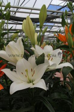 La Osorno Lilium Osorno 18/20 (x 150)
