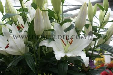 Or Premium Blond Lilium Premium Blond 16/18 (x 200)