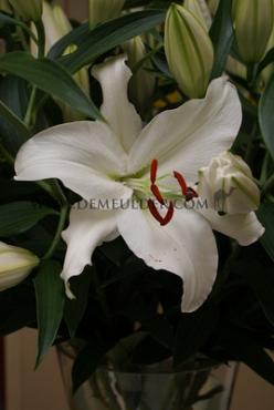 Or Santander Lilium Santander 16/18 (x 200)