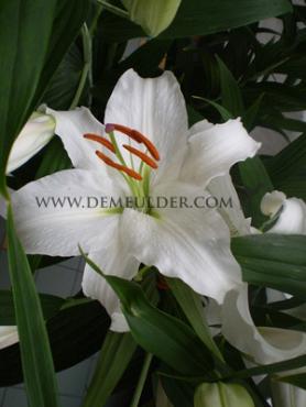 Or Siberia Lilium Siberia 16/18 (x 200)