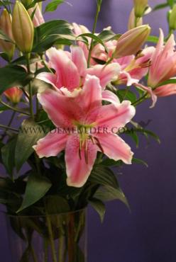 Or Sorbonne Lilium Sorbonne 16/18 (x 200)