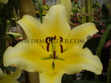 Lilium Conca d'Or 18/20 (x 150)