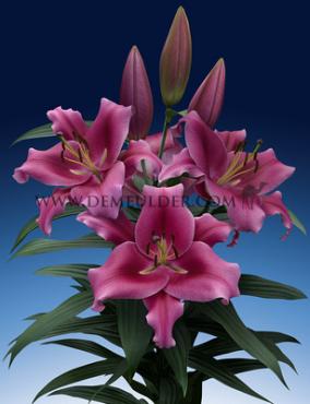 Ot Dalian Lilium Dalian 18/20 (x 150)
