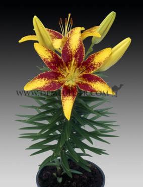 Pot-As Tiny Nugget Lilium Tiny Nugget 14/16 (x 300)