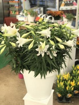 Pot-Lo Miracle Lilium Miracle  14/16 (x 300)