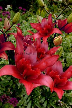 As Bald Eagle Lilium Bald Eagle 16/18 (x 200)