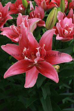 As Double Lady Lilium Double Lady 16/18 (x 200)