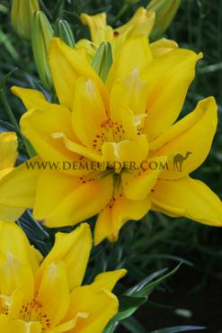 As Fata Morgana Lilium Fata Morgana 16/18 (x 200)