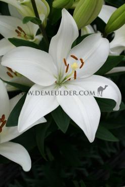 As Bright Diamond Lilium Bright Diamond 16/18 (x 200)
