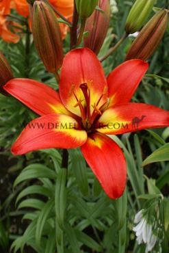 As Forever Linda Lilium Forever Linda 16/18 (x 200)