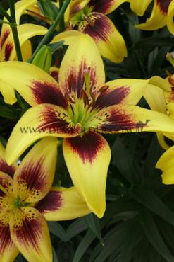 As Pieton Lilium Pieton 16/18 (x 200)