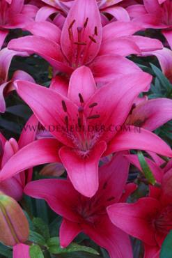 As Pink County Lilium Pink County 16/18 (x 200)