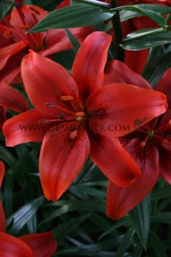 As Red County Lilium Red County 16/18 (x 200)