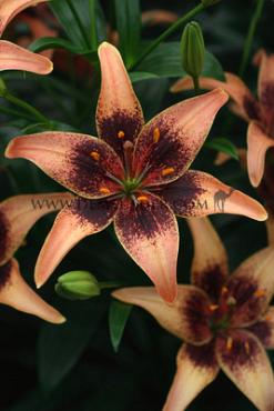 As Whistler Lilium Whistler 16/18 (x 200)