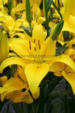 As Yellow County Lilium Yellow County 16/18 (x 200)
