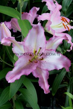 Or Brasilia Lilium Brasilia 16/18 (x 200)