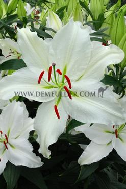 Or Puresse Lilium Puresse 16/18 (x 200)