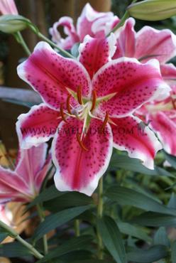 Or Stargazer Lilium Stargazer 18/20 (x 150)