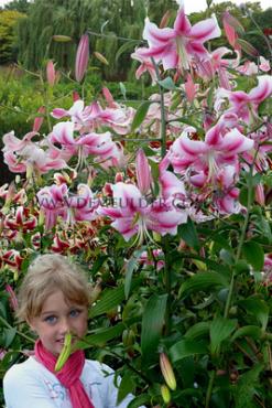 Ot Anastasia Lilium Anastasia 16/18 (x 200)