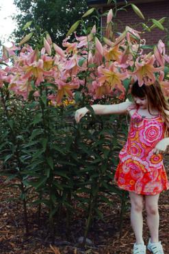 Ot Elusive Lilium Elusive 16/18 (x 200)