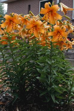 Ot Orange Space Lilium Orange Space 16/18 (x 200)