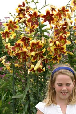 Dv Robert Swanson Lilium Robert Swanson 16/18 (x 200)