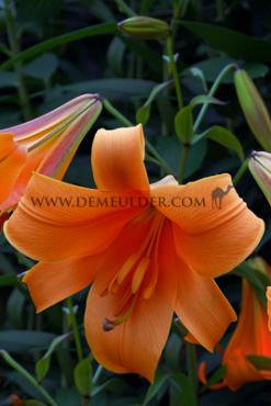 Dv African Queen Lilium African Queen 16/18 (x 200)