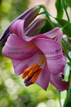 Dv Pink Perfection Lilium Pink Perfection 16/18 (x 200)
