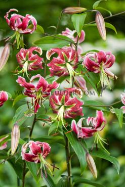 Or Black Beauty Lilium Black Beauty 16/18 (x 200)