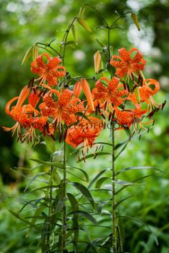 Dv Splendens Lilium Splendens 18/20 (x 150)