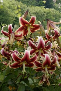 Ot Scheherezade Lilium Scheherezade 18/20 (x 150)