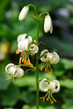 Species Martagon Var Album Lilium Martagon Var Album I (x 100)