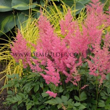 Japonica Rheinland Astilbe Rheinland 2/3 (x 25)