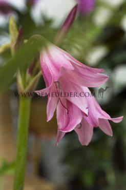 Powellii Crinum Powellii 24/+ (x 100)