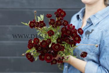 Atrosanguineus Cosmos Atrosanguineus I (x 100)