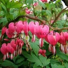 Spectablis Dicentra Spectablis 4/+ (x 250)